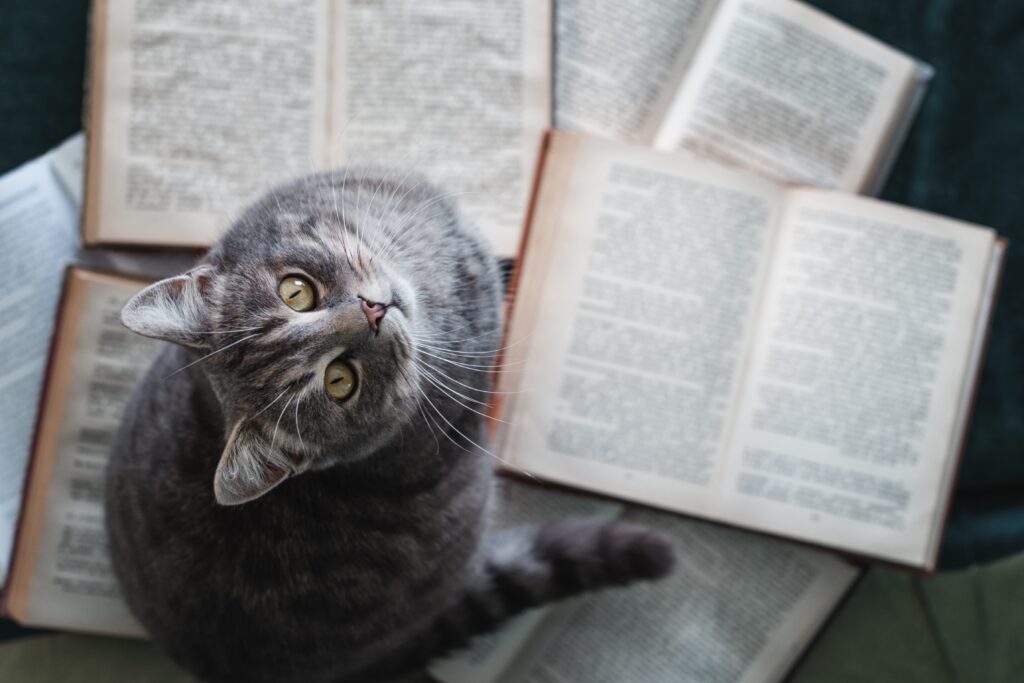 O mnie funny,cats.,funny,animals.,cat,sitting,among,books,and,looking